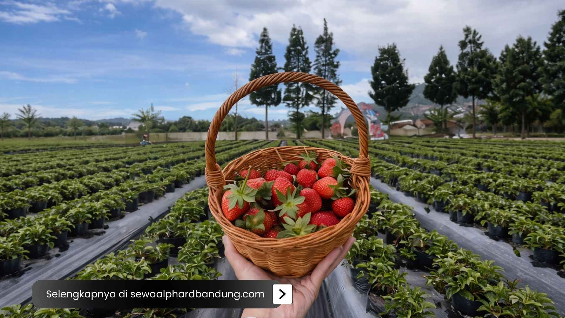 Biaya ke Bukit Strawberry Lembang