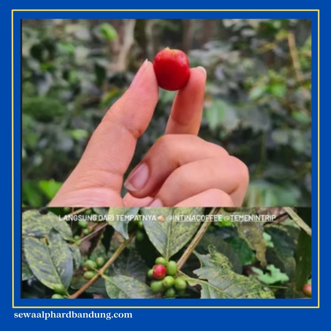 Eduwisata Kopi Bandung