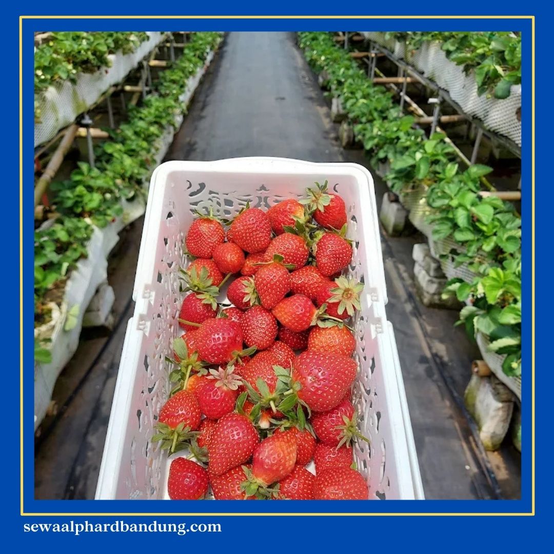 Wisata Petik Strawberry Bandung La Fresa