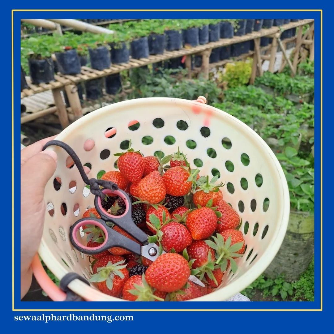 Wisata Petik Strawberry di Bandung berry